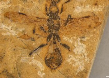 A nova espécie foi batizada de Vulcanidris cratensis (Foto: Anderson Lepeco/Reprodução)