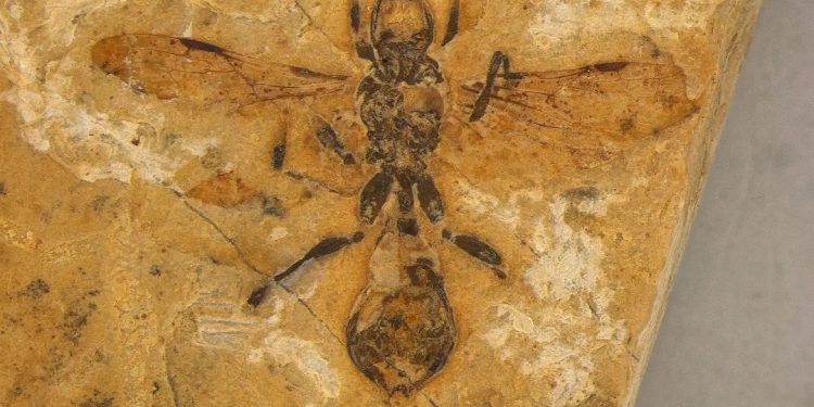 113 milhões de anos: cientistas descobrem no Crato a formiga mais antiga já registrada