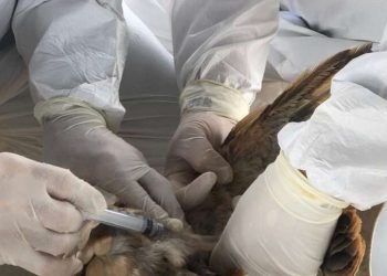 A Adagri já realizou 22 atendimentos, dos quais 13 foram considerados fundamentados, em aves silvestres e de criações de subsistência. Não houve notificação em granjas comerciais (Foto: Divulgação/Adagri)