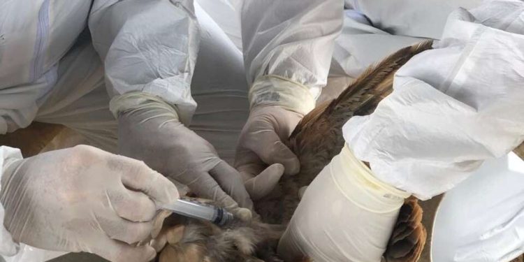 Adagri intensifica vigilância contra Influenza Aviária no Ceará após foco confirmado no Sul do país