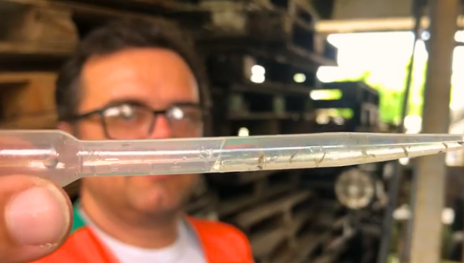 Dengue, zika e chikungunya: ciclo do Aedes aegypti pode ser completado em apenas 10 dias