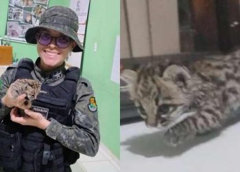 Animal chegou às autoridades por meio da entrega voluntária (Foto: Divulgação/PMCE)