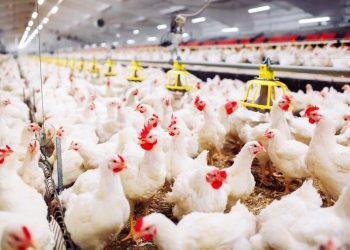 Depois de circular por mais de 20 anos no mundo, a gripe aviária H5N1 teve o 1º caso registrado no Brasil nesta quinta-feira (15) (Foto: Freepik)