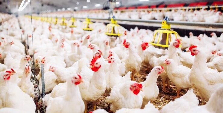 Comer carne de frango e ovos é seguro? Saiba mais sobre a gripe aviária