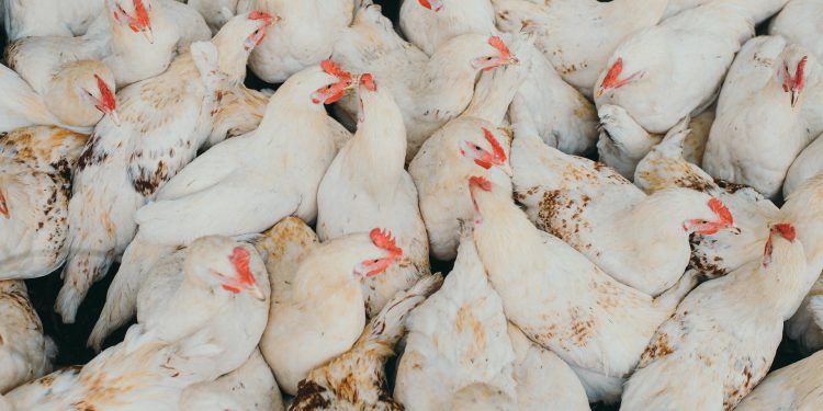 Suspeita de gripe aviária é monitorada em cidade do Cariri; governo investiga