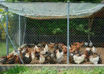 A Adagri informa, ainda, que a Influenza Aviária não é transmitida pelo consumo de carne de frango ou ovos (Foto: Steffen Lemmerzahl/Unsplash)