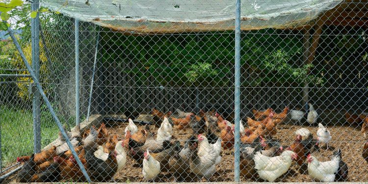 Ceará segue livre da Influenza Aviária, confirma Adagri