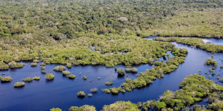 Desmatamento no Brasil recua em todos os biomas, indica relatório
