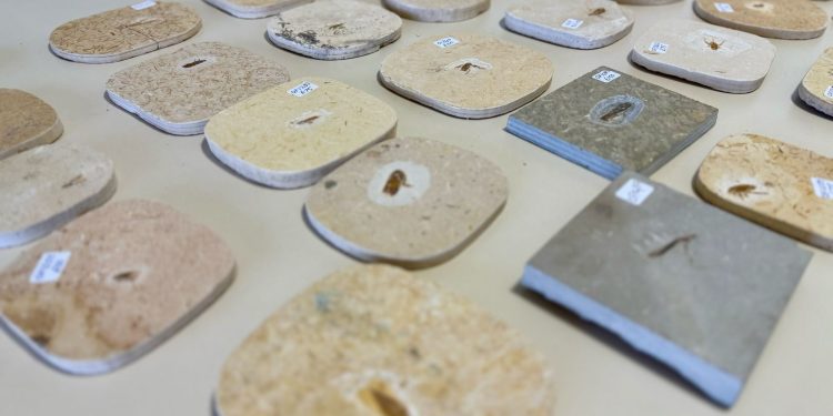 URCA recebe 25 fósseis raros de insetos repatriados do Reino Unido após ação do MPF