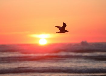 Daqui nada se leva – Por Fabiano Brito