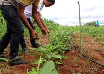 No total, são seis vagas ofertadas e as atividades devem durar entre seis e 12 meses (Foto: Gabriel Souza/UFCA)
