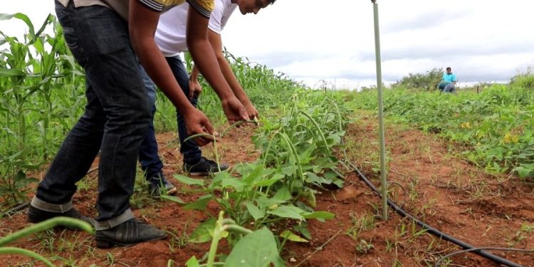 UFCA abre vagas para pós-doutorado voluntário em Desenvolvimento Regional Sustentável