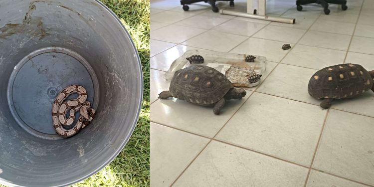 Polícia Militar resgata jiboia e seis jabutis em residência no Crato