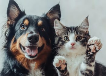 Condenados por maus-tratos a animais ficam impedidos de assumir cargos no serviço público estadual