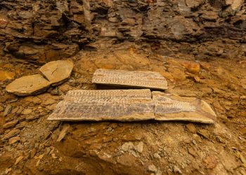 Fósseis, memória e ciência: exposição “Pedras do Araripe” celebra patrimônio paleontológico do Cariri