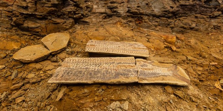 Fósseis, memória e ciência: exposição “Pedras do Araripe” celebra patrimônio paleontológico do Cariri