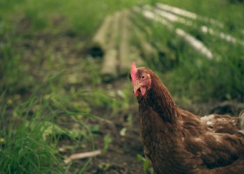 Doença foi detectada em uma propriedade com criação de subsistência (Foto: Stefanie Poepken/Unsplash)