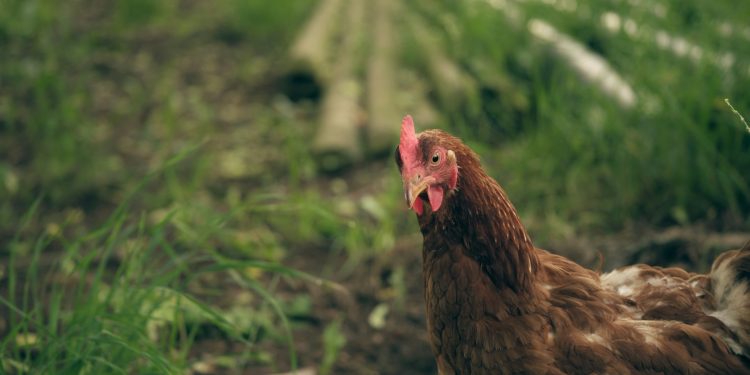 Ceará confirma primeiro foco de gripe aviária em criação de subsistência