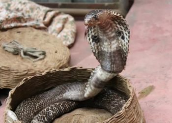 Menino de 2 anos morde e mata cobra venenosa após ser atacado dentro de casa