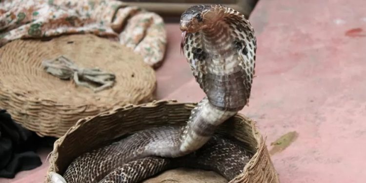 Menino de 2 anos morde e mata cobra venenosa após ser atacado dentro de casa