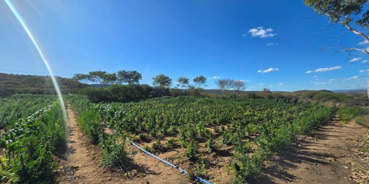 Operação policial desmonta plantação de maconha em Brejo Santo e frustra esquema de R$ 24 milhões