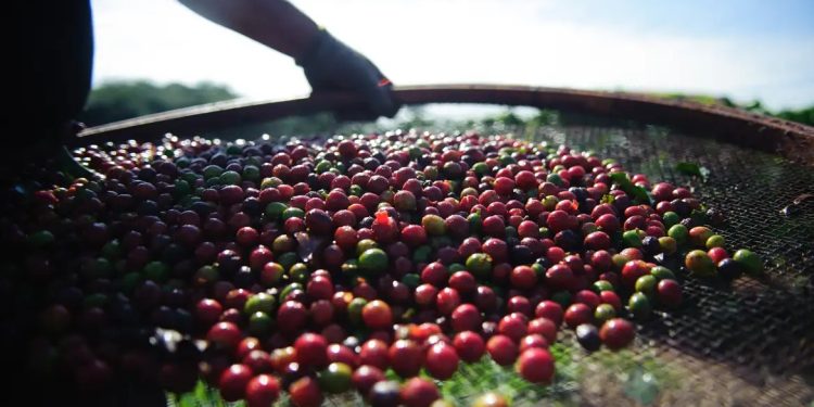 China autoriza 183 empresas brasileiras a exportarem café após tarifaço dos EUA