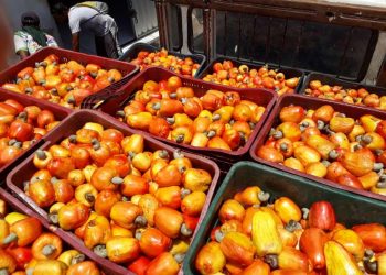 O caju está presente no Nordeste por ser de fácil desenvolvimento em regiões secas (Foto: Divulgação/Ematerce)