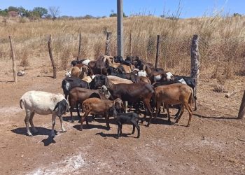20 animais (ovinos) morreram em Lavras da Mangabeira após serem vacinados com a Excell 10 (Foto: Divulgação/Adagri)