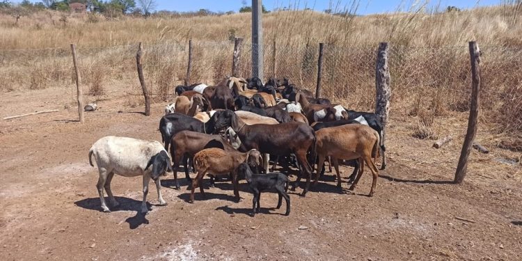 Ovinos morrem em Lavras da Mangabeira após uso de vacina; Ministério suspende lotes