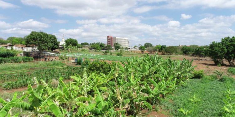 UFCA abre inscrições para especialização em Gestão Agropecuária na modalidade EAD