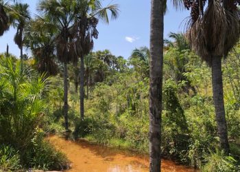 Consulta pública debaterá criação de Unidade de Conservação em Santana do Cariri (Foto: Associação Caatinga)