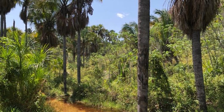 Sema realiza consulta pública para criação do Refúgio de Vida Silvestre Vale dos Buritis no Cariri