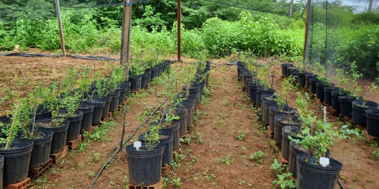 Ceará mira futuro promissor com cultivo de mirtilo e se prepara para entrar no mapa global da produção