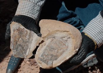 Descoberta inédita: fósseis de pterossauros da Formação Romualdo são encontrados no Piauí