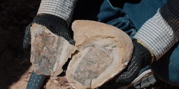 Descoberta inédita: fósseis de pterossauros da Formação Romualdo são encontrados no Piauí