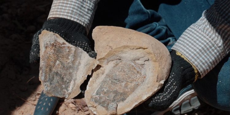 Descoberta inédita: fósseis de pterossauros da Formação Romualdo são encontrados no Piauí