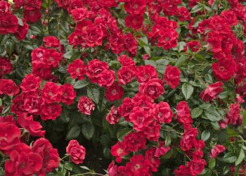 É na terra que se adubam as roseiras – Por Alexandre Lucas