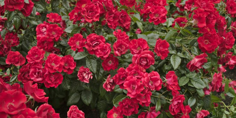 É na terra que se adubam as roseiras – Por Alexandre Lucas