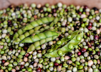 Rosa e o pé de andu – Por Francinaldo Dias