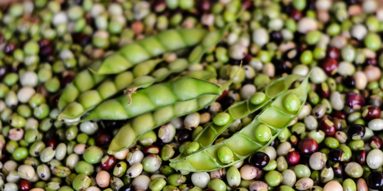 Rosa e o pé de andu – Por Francinaldo Dias