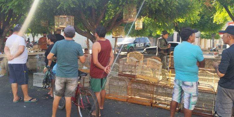 Polícia Militar resgata 14 aves silvestres mantidas irregularmente em Juazeiro do Norte