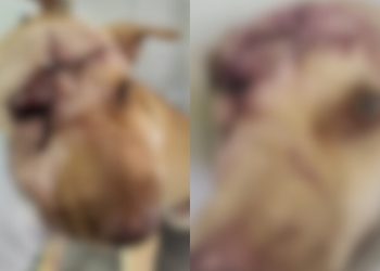 Polícia investiga caso de maus-tratos contra cadela no Crato; animal foi atacado com facão