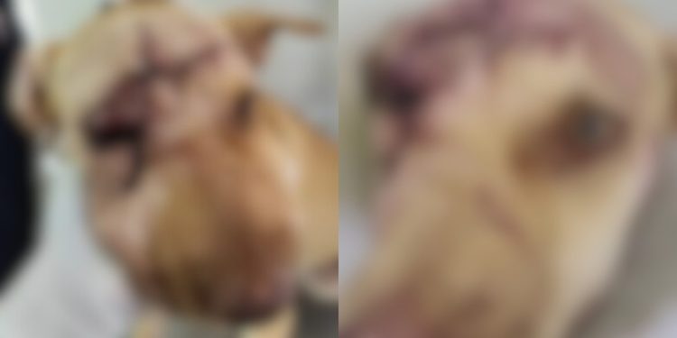 Polícia investiga caso de maus-tratos contra cadela no Crato; animal foi atacado com facão