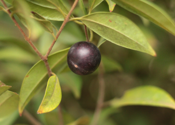 Pesquisadores identificam potencial medicinal de planta nativa da Chapada do Araripe contra superbactérias