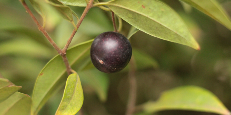 Pesquisadores identificam potencial medicinal de planta nativa da Chapada do Araripe contra superbactérias