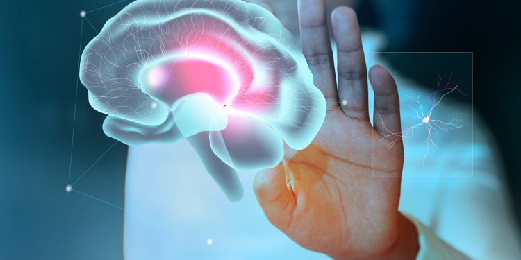 Estudo revela que cérebros de homens encolhem mais rápido do que os de mulheres