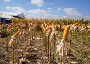 Projeto de irrigação no Cariri planeja ampliar produção e fortalecer economia cearense