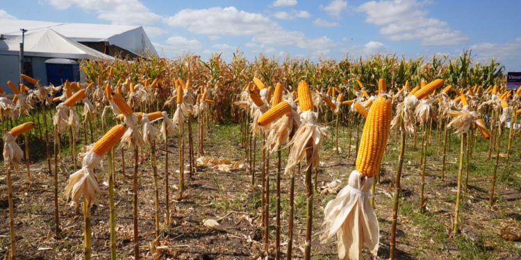 Projeto de irrigação no Cariri planeja ampliar produção e fortalecer economia cearense