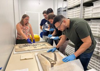 Crato sediará o maior encontro de paleontologia de vertebrados do Brasil