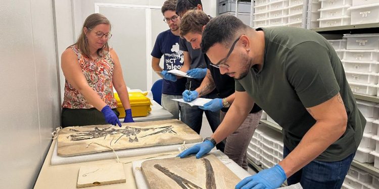 Crato sediará o maior encontro de paleontologia de vertebrados do Brasil